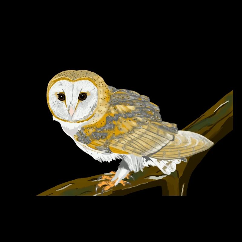 Barn owl sitting on branch