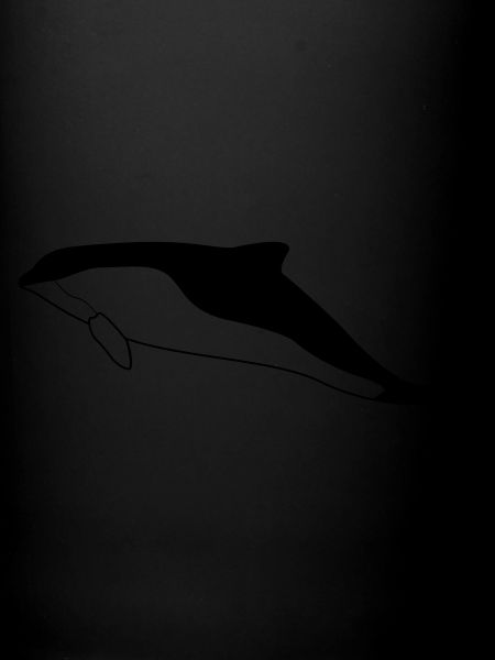 Marsouin (Phocoena phocoena)