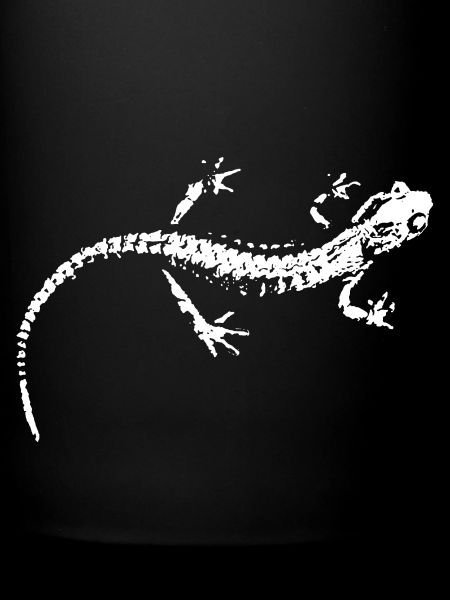 Salamander