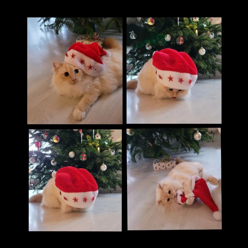4 x Katzenweinachtsmann