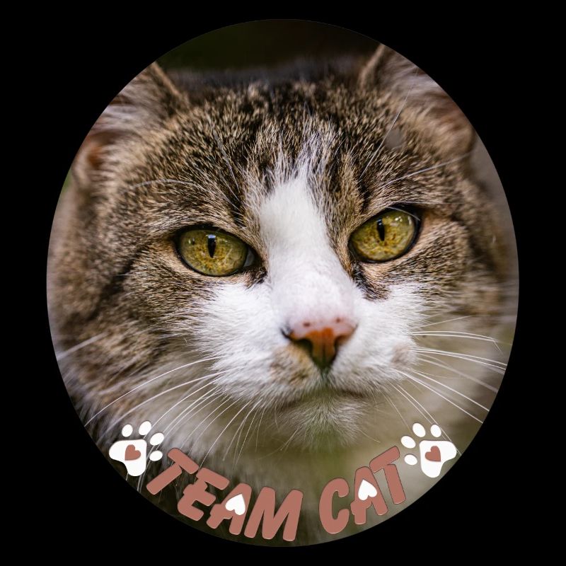 Team Katze - Team Cat