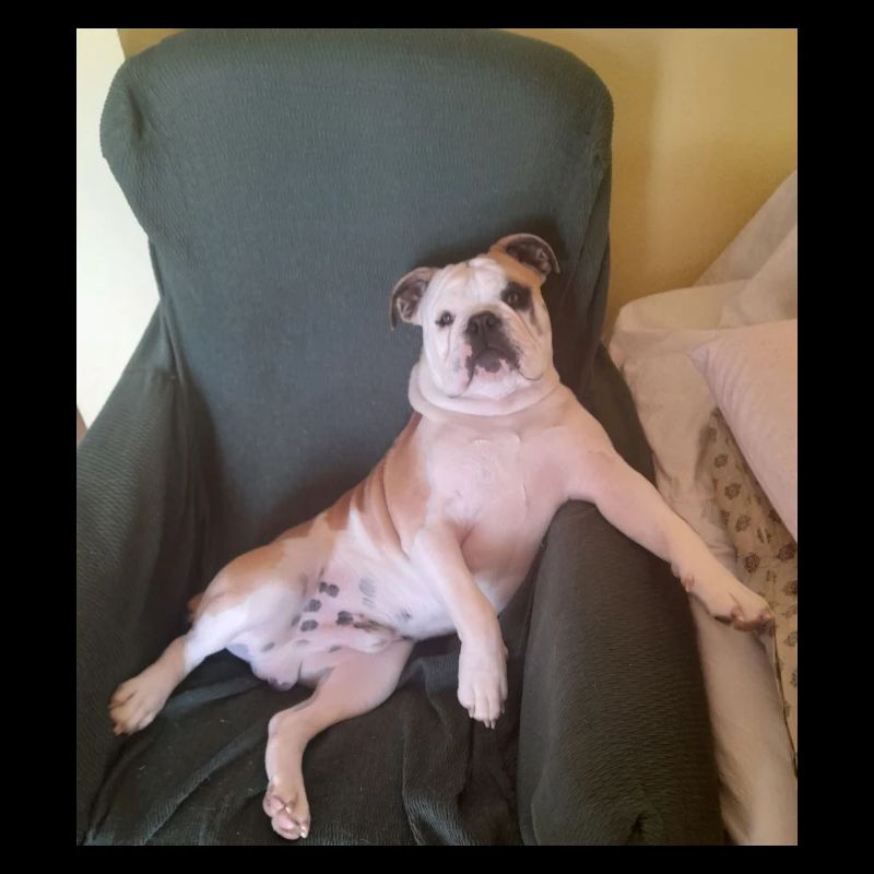 Samson