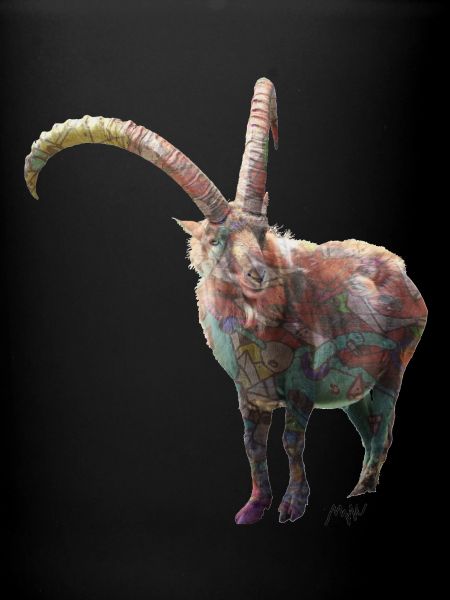 ibex