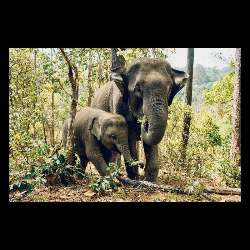 l'éléphant