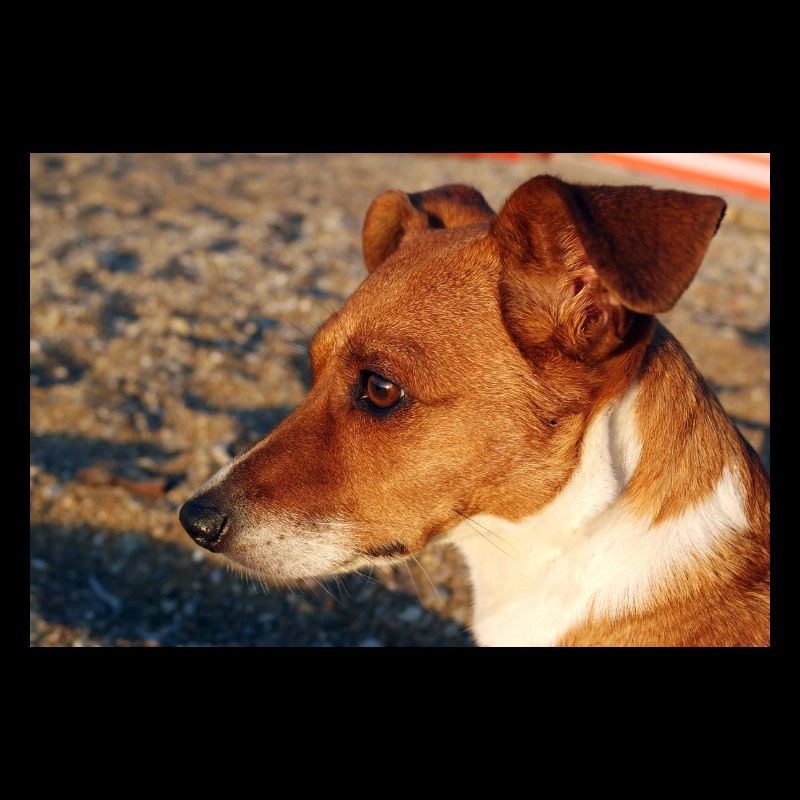 Jack Russell am Strand