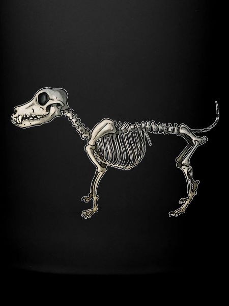 Dog Skeleton
