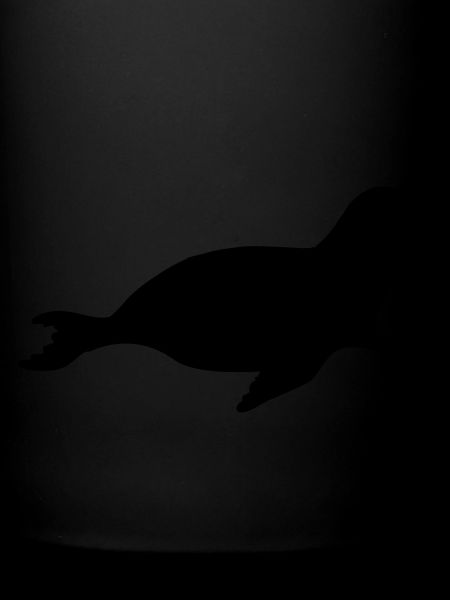 seal animal