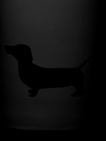 dog chien teckel