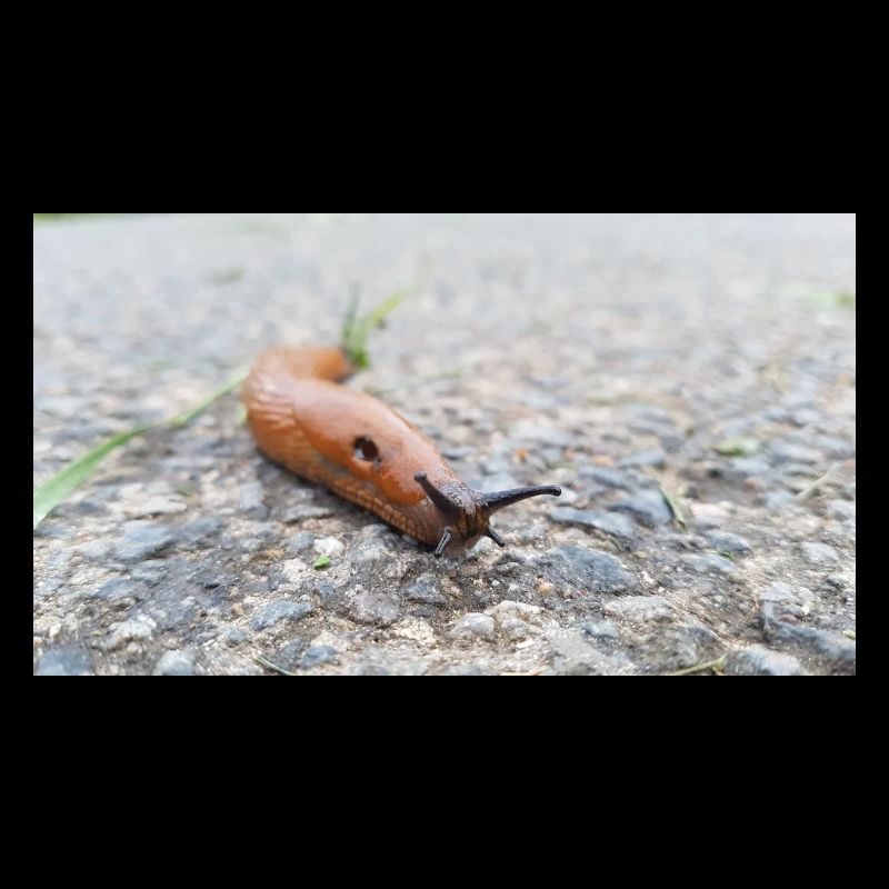 Nacktschnecke