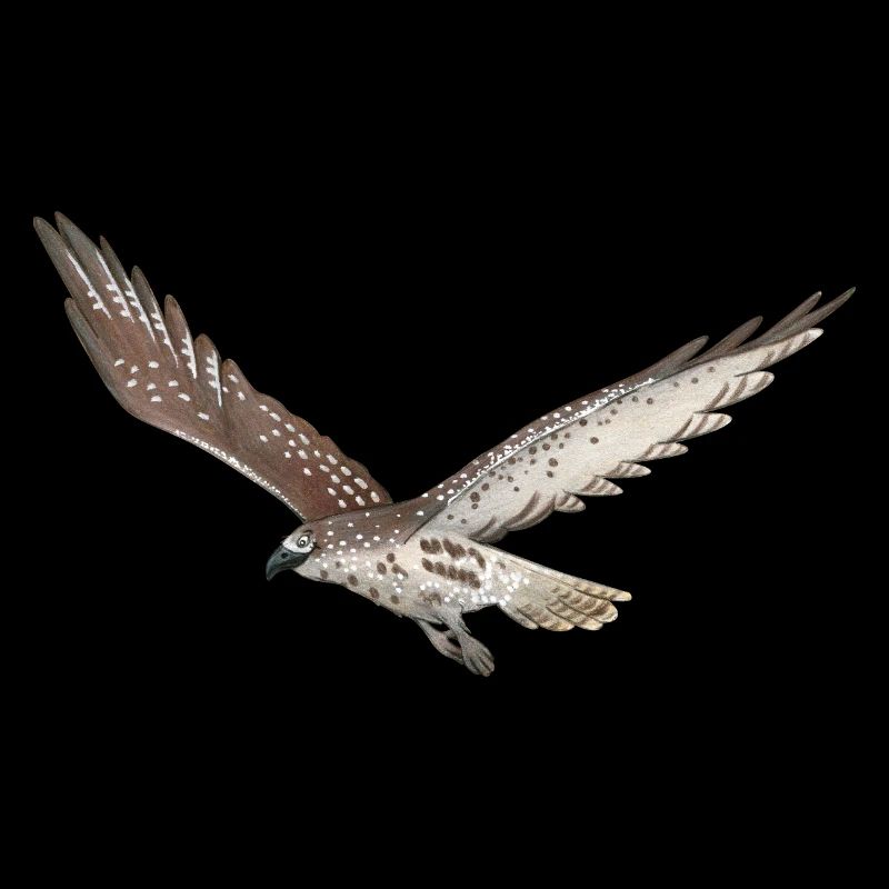 Goshawk