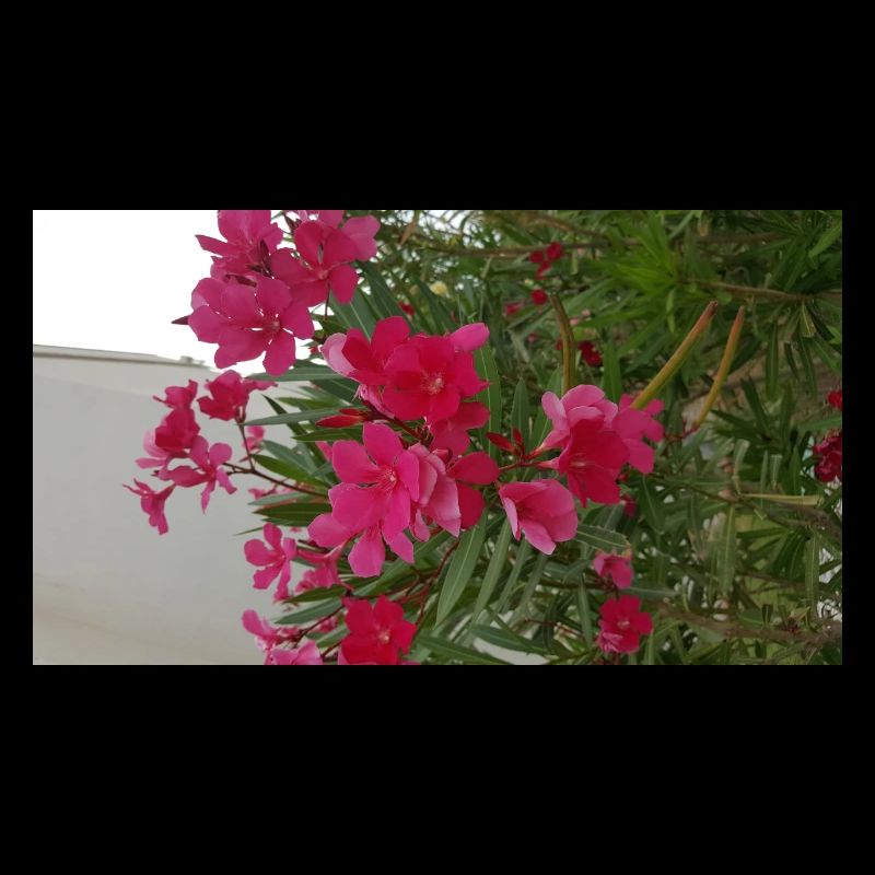 Blumen