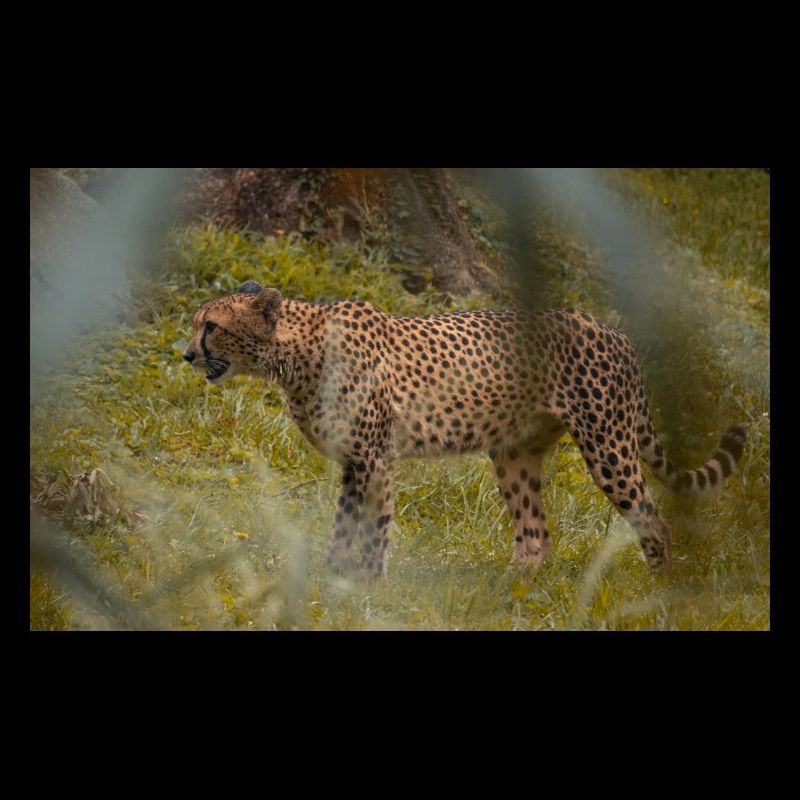 Gepard
