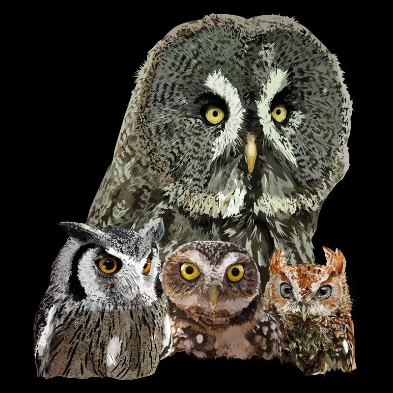 Owls