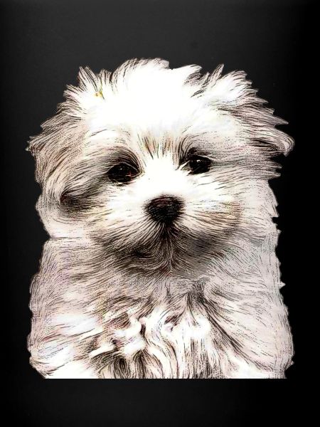 Maltese