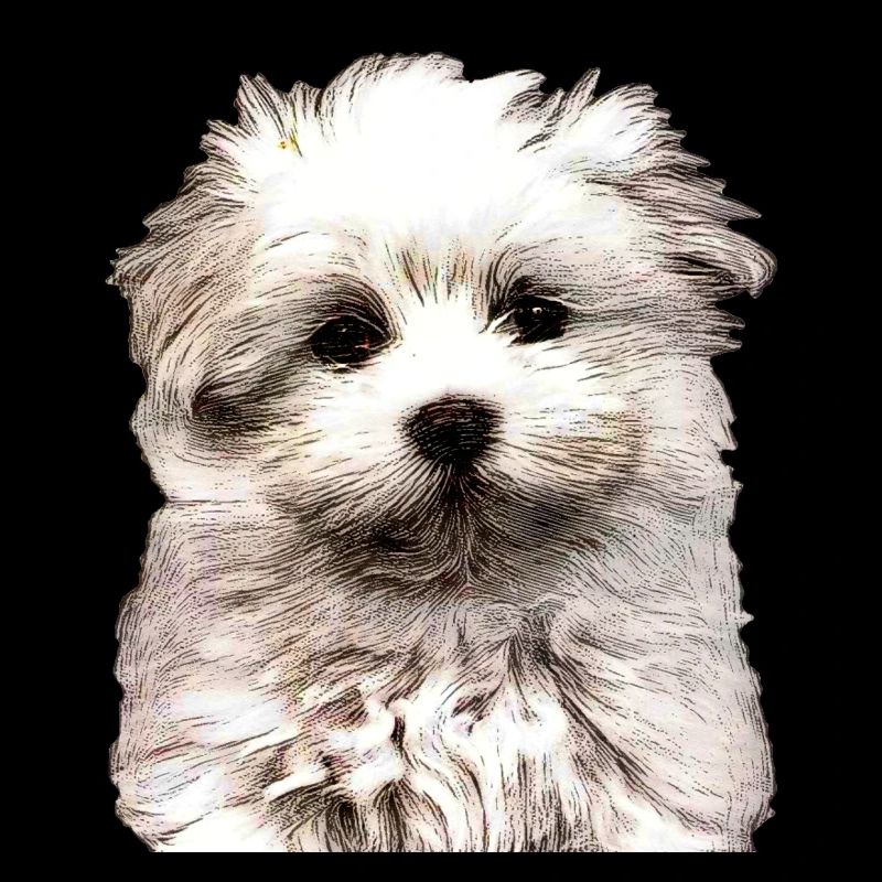 Maltese