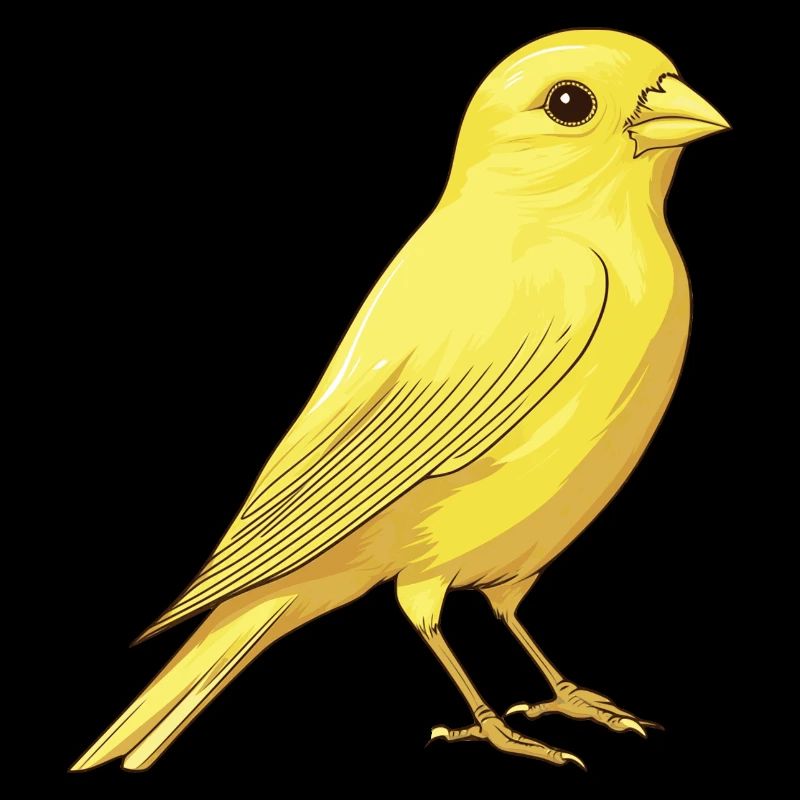 Canari