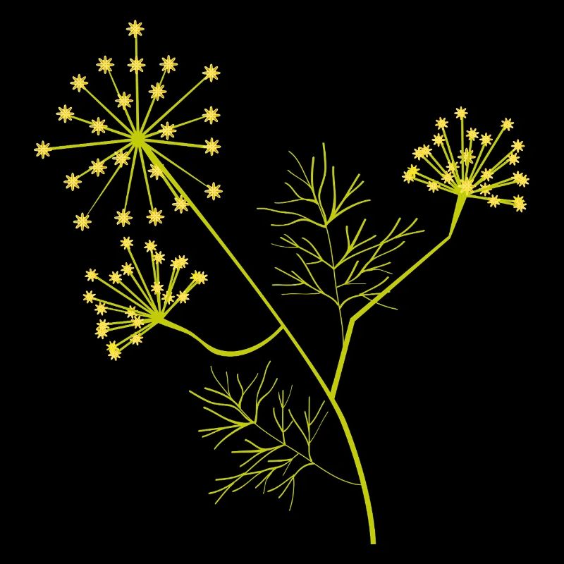 Blooming Dill – Botanical Plant Illustration