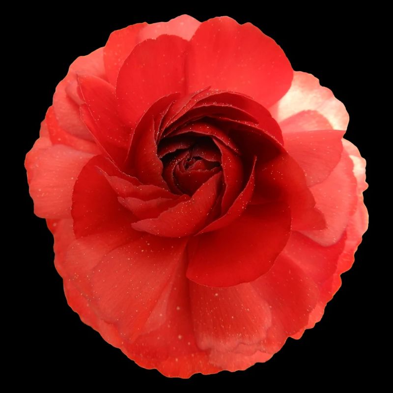 Camélia magique fleur rouge
