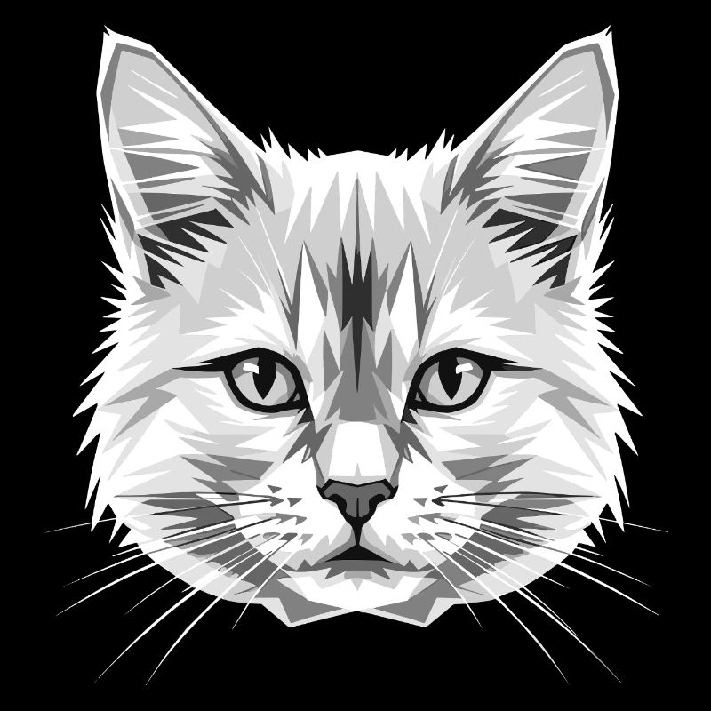 Chat Angora Chat Angora Chat Angora Mignons Chats Angora