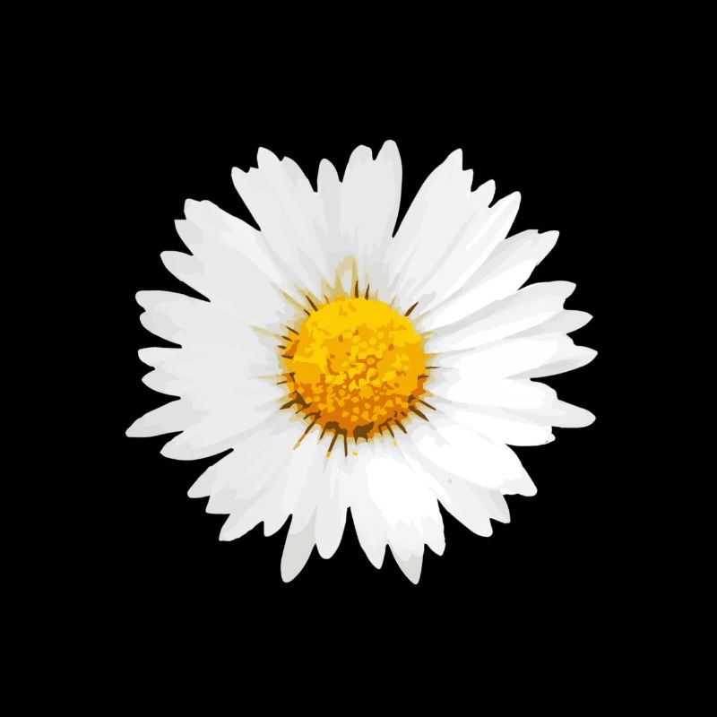 Gänseblümchen