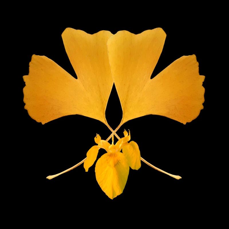 Ginkgo leaf
