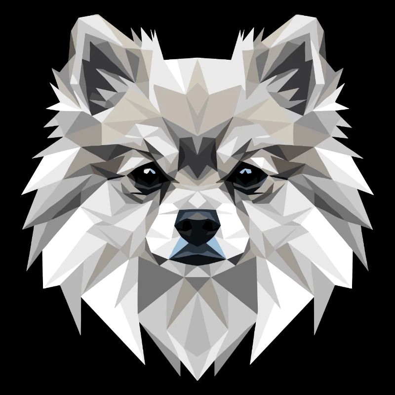 Pomeranian Pomeranian Pom Sweet German Spitz
