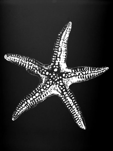 Starfish Silhouette Nautical Ink