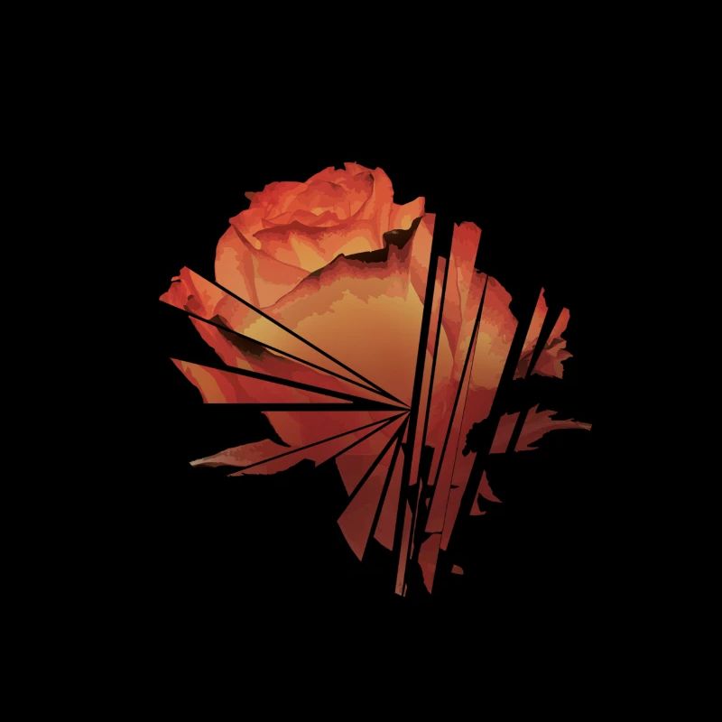 Rose brisée