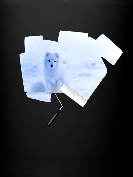 Farbroller Polarfuchs