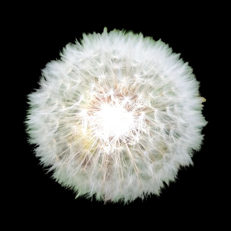 dandelion