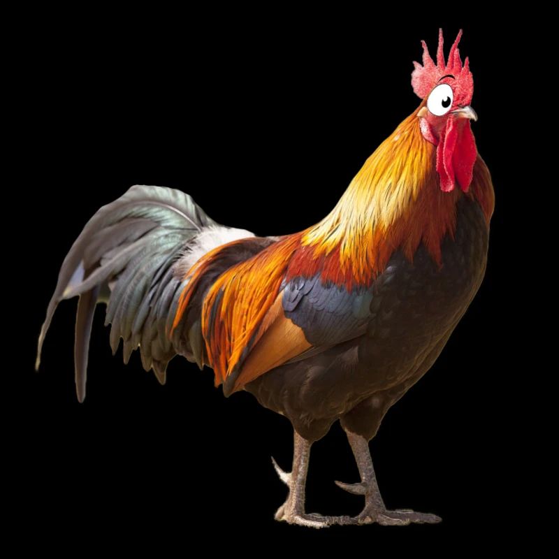 Comic Chicken Comic Rooster