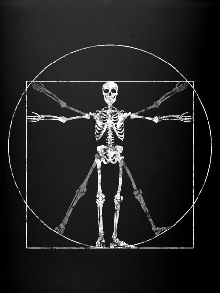 Anthropology Skeleton Human