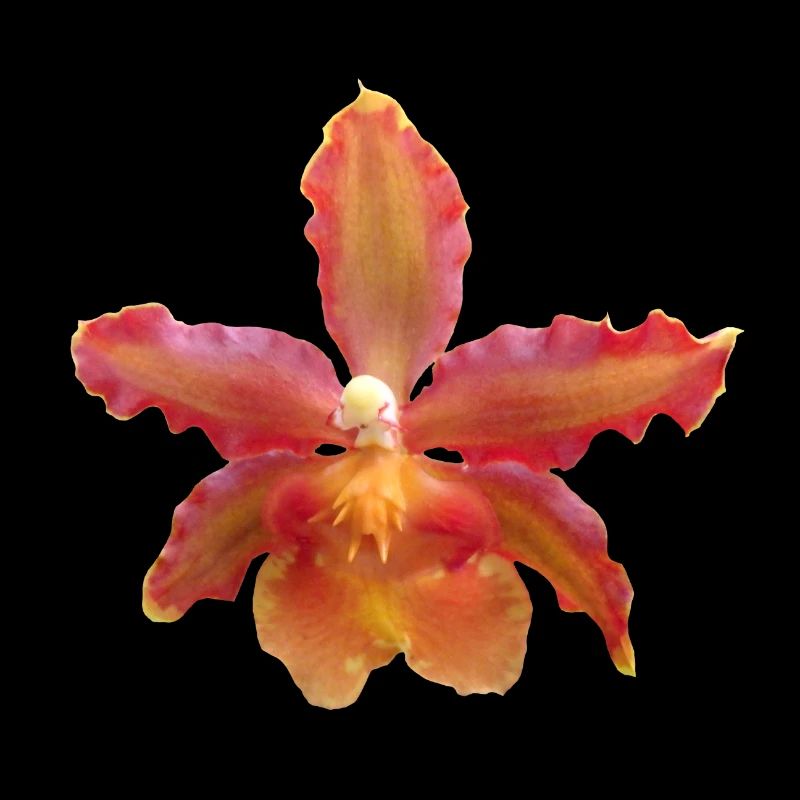 Orchidee Blüte, Orchideenranke, Orchideen Blume