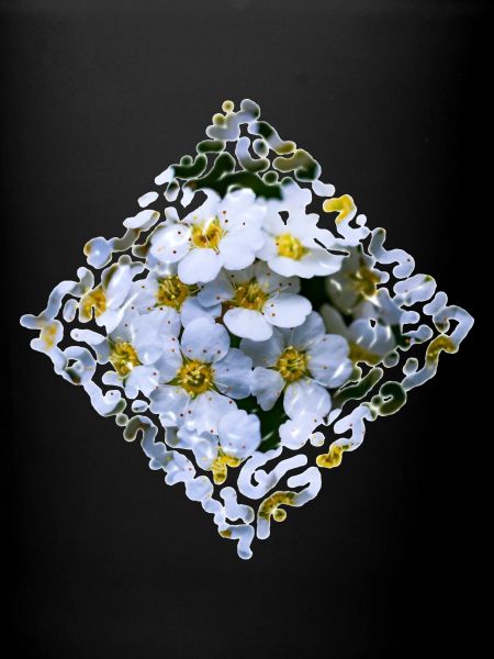 Fleurs blanches