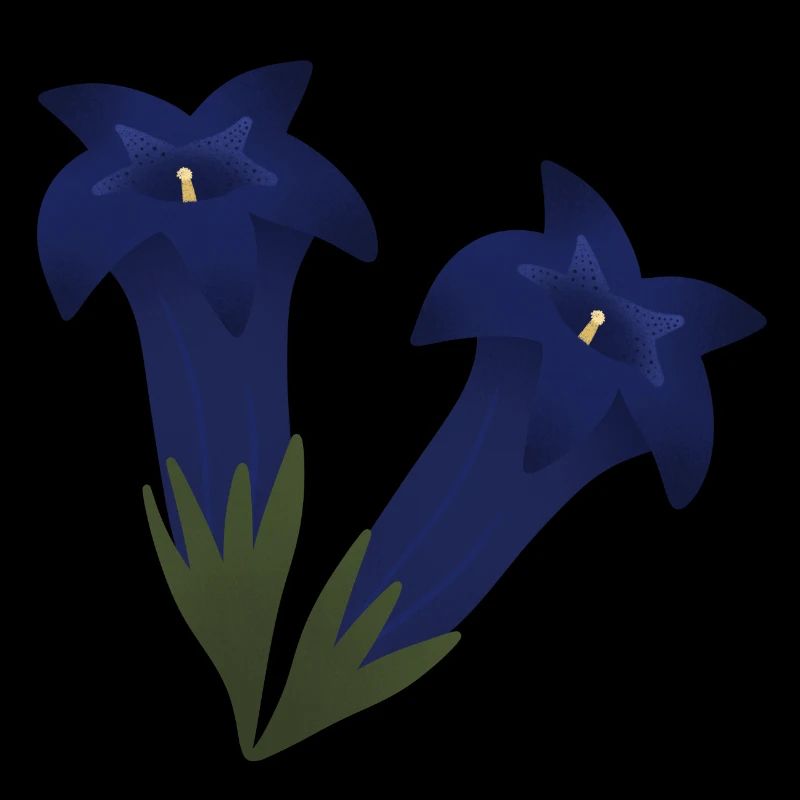 Fleurs de gentiane