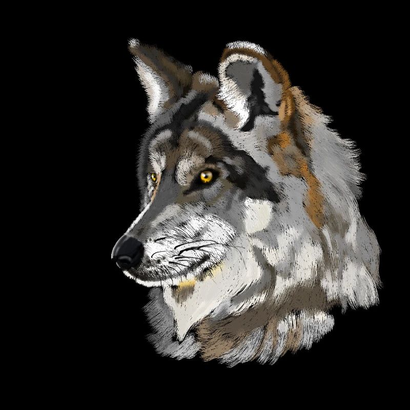 Wolfskopf Aquarellportrait