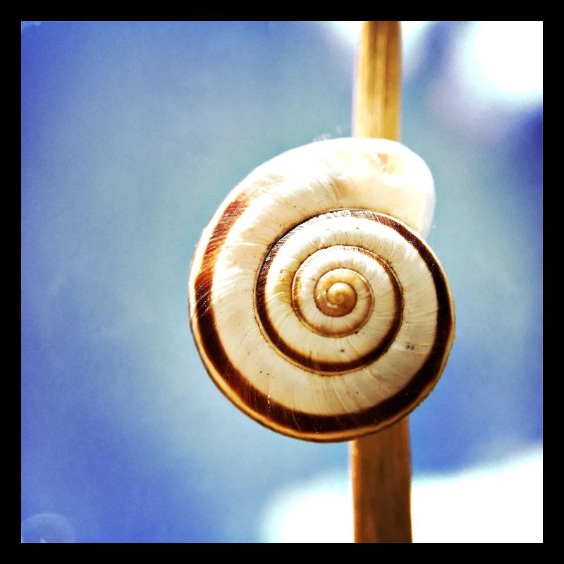 Snail-shell