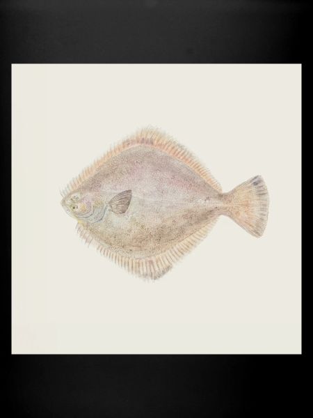 Aquarelle poisson plie – Illustration maritime