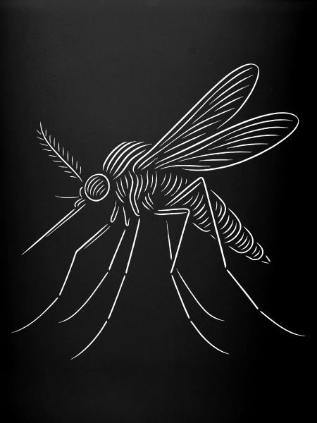 Line Mosquito Sketch Art