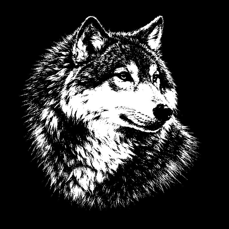 Loup – graphique au crayon blanc