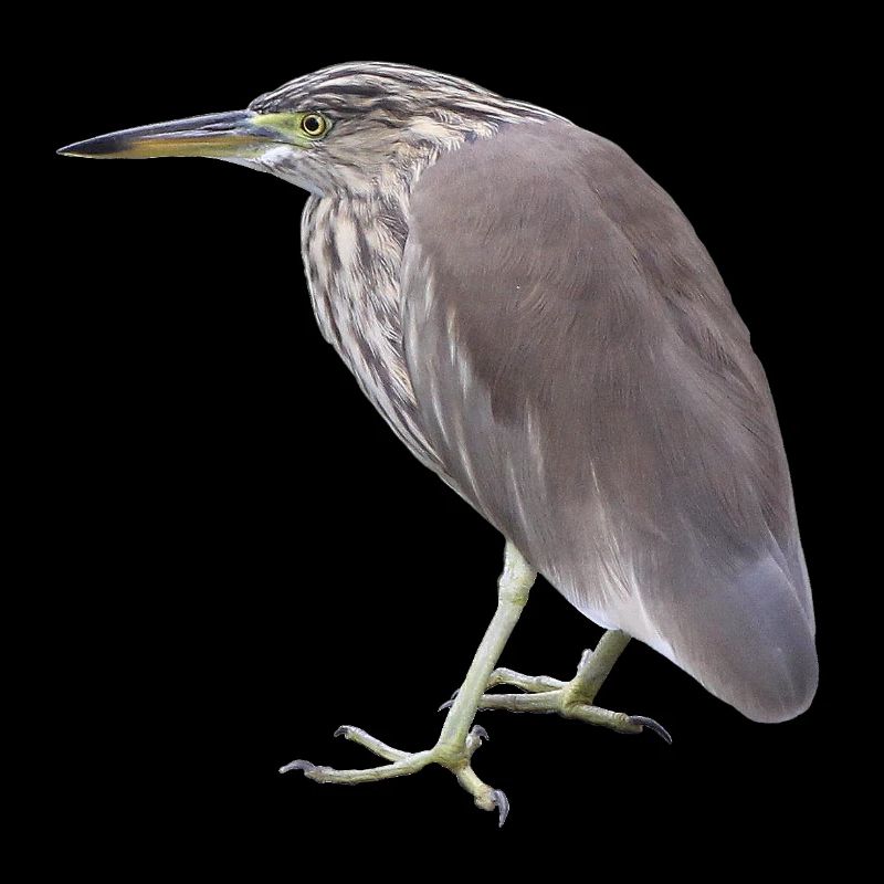 Bacchus Heron