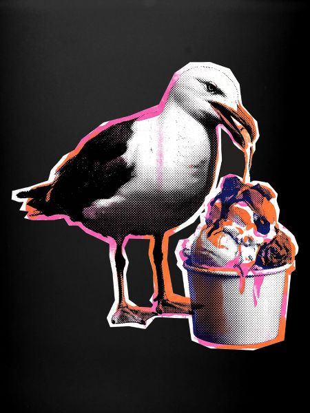 Möwe Isst Eis