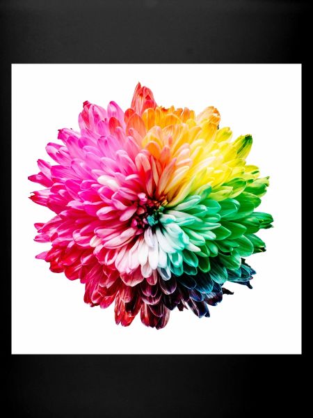 Rainbow Blossom Explosion