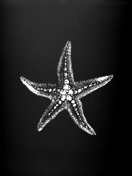 Starfish Silhouette on Black