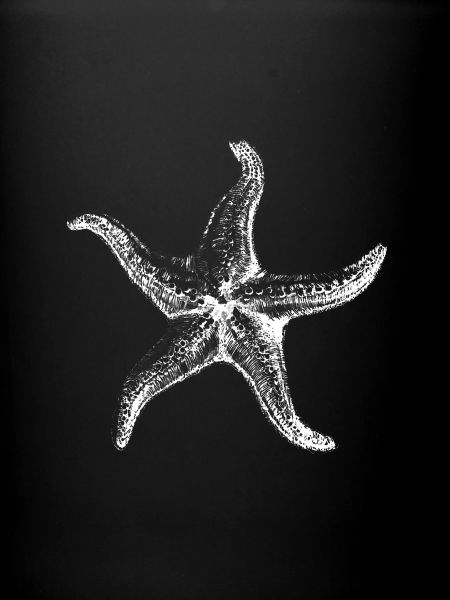Silhouette d’étoile de mer