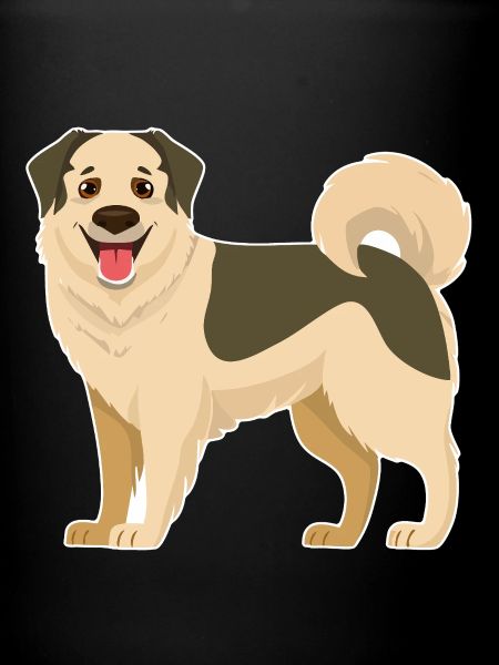  Anatolischer Hütehund