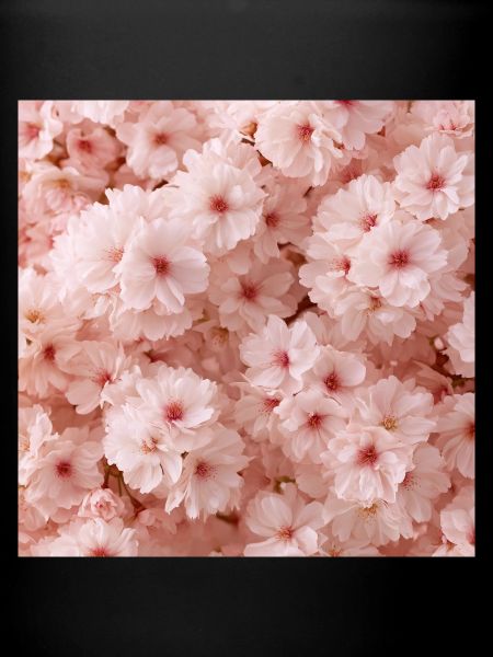 Kirschrosa zarte Blumen
