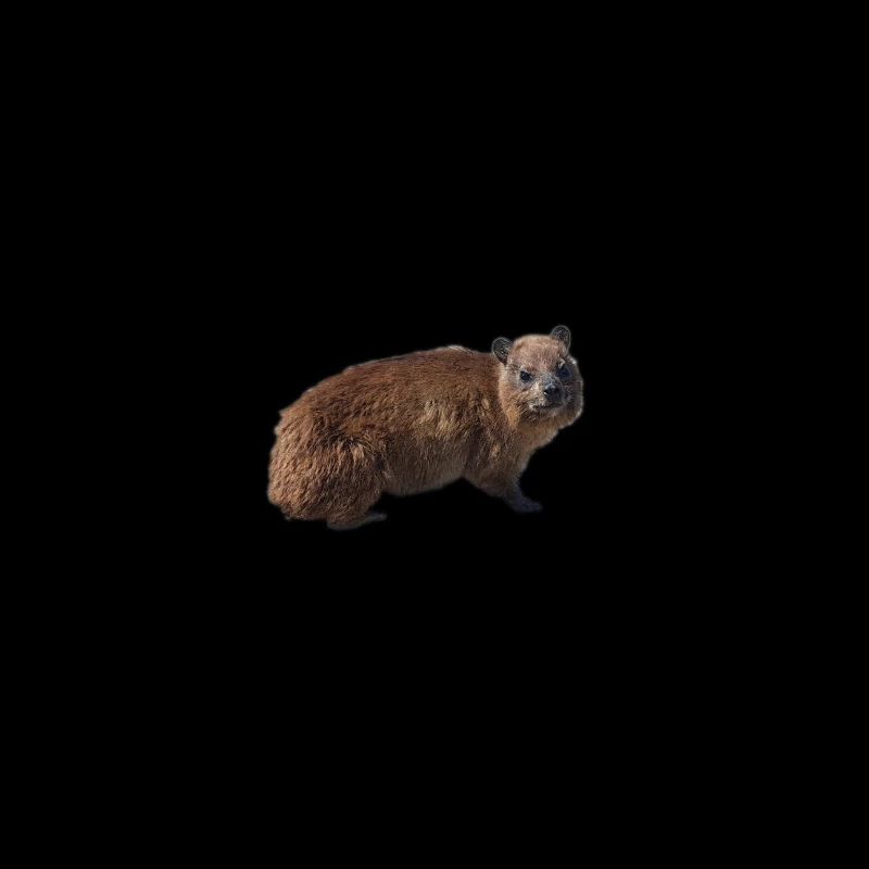hyrax