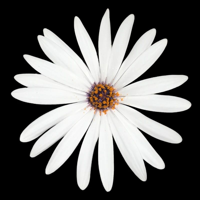 Fleur de marguerite