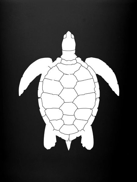 Tortoise turtle